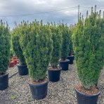 Tis obyčajný (Taxus baccata) ´DAVID´ - výška 130-150 cm, kont. C55L